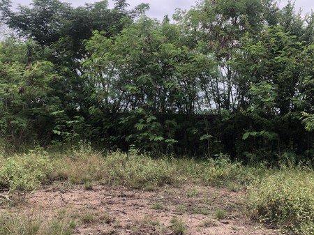 ขายที่ดินเปล่า-68-ตารางวา-พร้อมสร้างบ้าน-ตำบลศรีมหาโพธิ์-อำเภอนครชัยศรี-นครปฐม