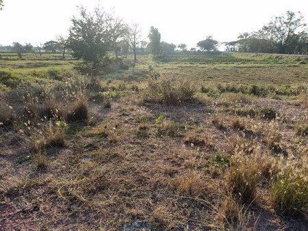 ขายที่ดินบึงละหาน-ติดหนองบัวแดง-11-ไร่-3-งาน-38-ตรวา-อจัตุรัส-จชัยภูมิ