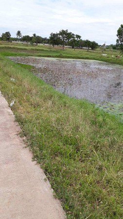 ขายที่ดินบึงละหาน-ติดหนองบัวแดง-11-ไร่-3-งาน-38-ตรวา-อจัตุรัส-จชัยภูมิ