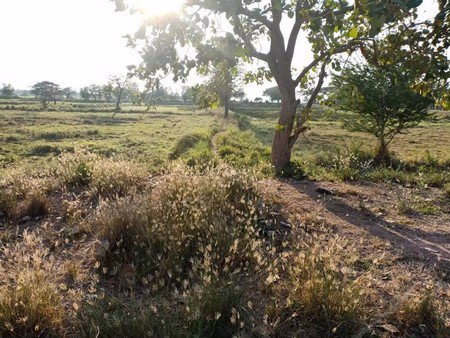 ขายที่ดินบึงละหาน-ติดหนองบัวแดง-11-ไร่-3-งาน-38-ตรวา-อจัตุรัส-จชัยภูมิ