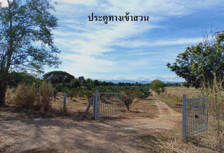 ขายสวนอินทผาลัม-25-ไร่-เอกสารสิทธิ์โฉนด-อหล่มสัก-จเพชรบูรณ์