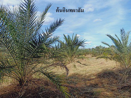 ขายสวนอินทผาลัม-25-ไร่-เอกสารสิทธิ์โฉนด-อหล่มสัก-จเพชรบูรณ์