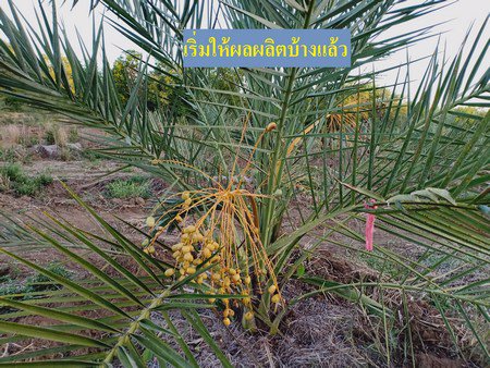 ขายสวนอินทผาลัม-25-ไร่-เอกสารสิทธิ์โฉนด-อหล่มสัก-จเพชรบูรณ์