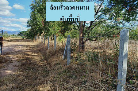 ขายสวนอินทผาลัม-25-ไร่-เอกสารสิทธิ์โฉนด-อหล่มสัก-จเพชรบูรณ์