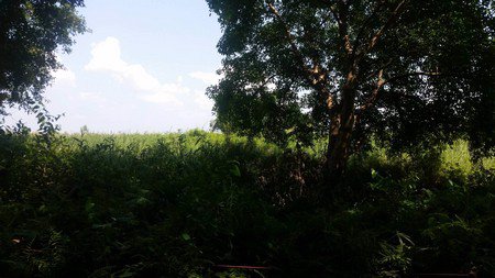 ขายด่วนที่ดินโฉนด-11-ไร่-1-งาน-76-ตรว-อเพ็ญ-จอุดรธานี