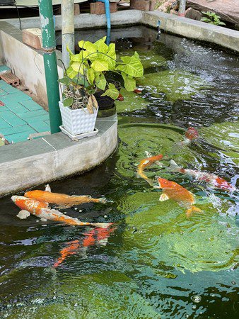ขายบ้านสวนชั้นเดียวปลูกใหม่-บรรยากาศร่มรื่น-อำเภอสารภี-จังหวัดเชียงใหม่
