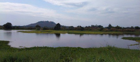 ขายด่วนสวนลำใยมีโฉนด-พร้อมเก็บเกี่ยวผลผลิตได้ทุกปี-อจอมทอง-จเชียงใหม่