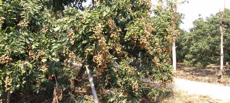 ขายด่วนสวนลำใยมีโฉนด-พร้อมเก็บเกี่ยวผลผลิตได้ทุกปี-อจอมทอง-จเชียงใหม่
