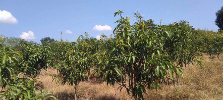 ขายที่ดินสวนมะมวงมีโฉนด-8-ไร่-1-งาน-92-ตรวา-อจอมทอง-จเชียงใหม่