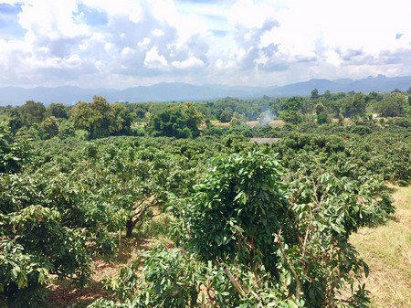 ขายด่วนสวนลำใยมีโฉนด-14-ไร่-3-งาน-74-ตรวาอพร้าว-จเชียงใหม่