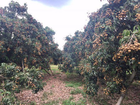 ขายด่วนสวนลำใยมีโฉนด-14-ไร่-3-งาน-74-ตรวาอพร้าว-จเชียงใหม่