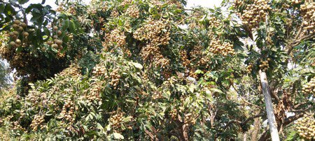 ขายด่วนสวนลำใยมีโฉนด-14-ไร่-3-งาน-74-ตรวาอพร้าว-จเชียงใหม่