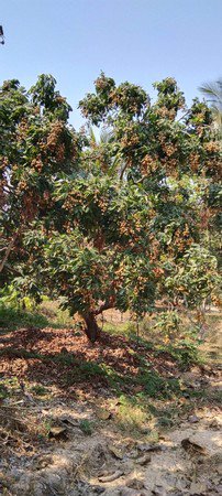 ขายด่วนสวนลำใยมีโฉนด-14-ไร่-3-งาน-74-ตรวาอพร้าว-จเชียงใหม่