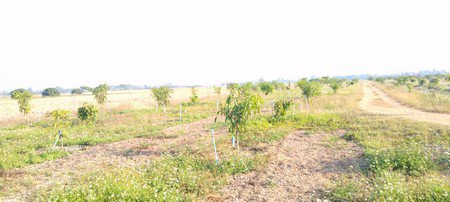 ขายด่วนที่ดินสวนผลไม้-16-ไร่-1-งาน-75-ตรวา-อ-ป่าซาง-จลำพูน