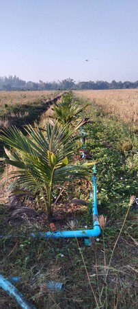 ขายด่วนที่ดินสวนผลไม้-16-ไร่-1-งาน-75-ตรวา-อ-ป่าซาง-จลำพูน