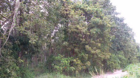 ขายที่ดินมี​โฉนด​-พร้อมสวนป่า​ไม้ธรรมชาติ​จำนวน-129-ไร่​-อหันคา-จชัยนาท