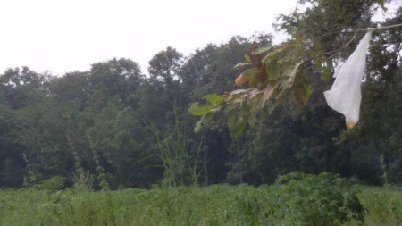 ขายที่ดินมี​โฉนด​-พร้อมสวนป่า​ไม้ธรรมชาติ​จำนวน-129-ไร่​-อหันคา-จชัยนาท