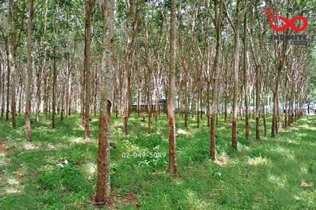 ขายด่วนที่ดินสวนยางพารา-5-ไร่-ติดถนนทางหลวงแผ่นดินสายเพชรเกษมสาย4-ตรัง-พัทลุง