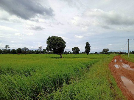 ขายที่ดินเปล่า-จ-มุกดาหาร-ที่สวยทำเลดี