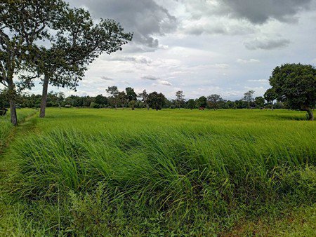 ขายที่ดินเปล่า-จ-มุกดาหาร-ที่สวยทำเลดี