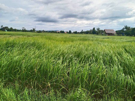 ขายที่ดินเปล่า-จ-มุกดาหาร-ที่สวยทำเลดี