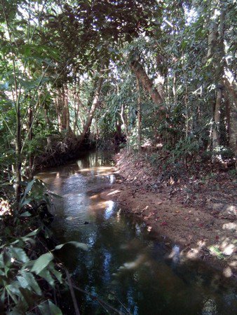 ขายที่ดินและสวนป่า-22ไร่3งาน42ตรวา-16-โฉนด-เกาะสมุย-สุราษฎร์ธาณี