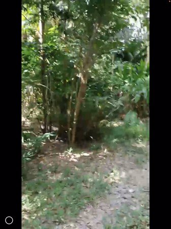 ขายที่ดินและสวนป่า-22ไร่3งาน42ตรวา-16-โฉนด-เกาะสมุย-สุราษฎร์ธาณี