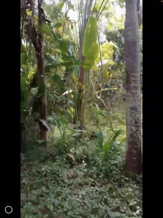 ขายที่ดินและสวนป่า-22ไร่3งาน42ตรวา-16-โฉนด-เกาะสมุย-สุราษฎร์ธาณี