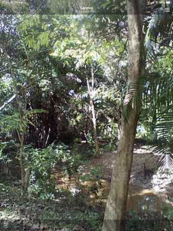 ขายที่ดินและสวนป่า-22ไร่3งาน42ตรวา-16-โฉนด-เกาะสมุย-สุราษฎร์ธาณี
