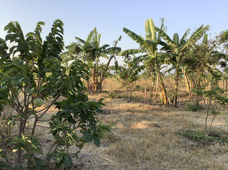 ขายที่ดินทำการเกษตร-ออู่ทอง-จสุพรรณบุรี-3โฉนด-57ไร่-3-งาน-69-ตรวา