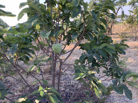 ขายที่ดินทำการเกษตร-ออู่ทอง-จสุพรรณบุรี-3โฉนด-57ไร่-3-งาน-69-ตรวา