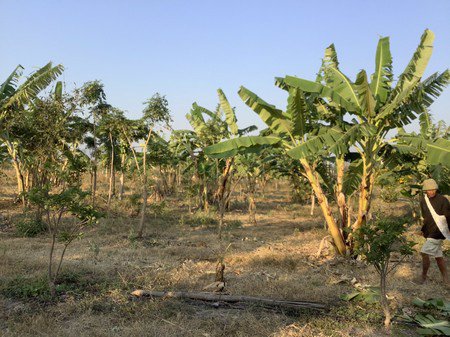 ขายที่ดินทำการเกษตร-ออู่ทอง-จสุพรรณบุรี-3โฉนด-57ไร่-3-งาน-69-ตรวา