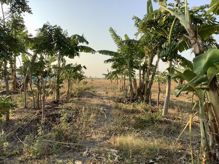 ขายที่ดินทำการเกษตร-ออู่ทอง-จสุพรรณบุรี-3โฉนด-57ไร่-3-งาน-69-ตรวา