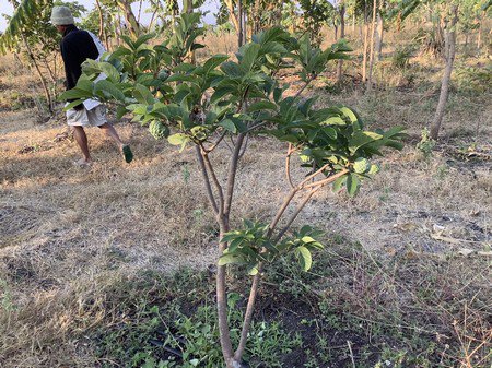 ขายที่ดินทำการเกษตร-ออู่ทอง-จสุพรรณบุรี-3โฉนด-57ไร่-3-งาน-69-ตรวา