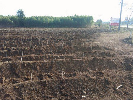 ขายที่ดินโฉนด-2-แปลงรวม-15-2-00-ไร่-ทำเลดี-หน้ากว้าง-98-เมตร-จสระแก้ว