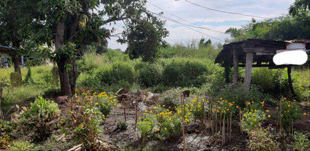 ขายด่วนที่ดินมีโฉนด-345-ตรวา-อบางมูลนาก-จพิจิตร