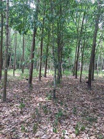 ขายสวนมังคุดและสวนยาง-ทำเลดีเหมาะกับทำธุรกิจแบบต่างๆได้-จนครศรีธรรมราช