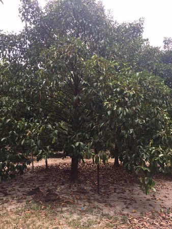 ขายสวนมังคุดและสวนยาง-ทำเลดีเหมาะกับทำธุรกิจแบบต่างๆได้-จนครศรีธรรมราช