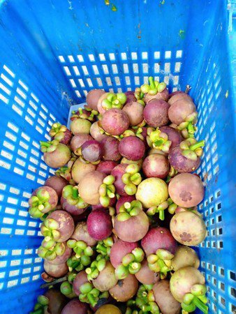 ขายสวนมังคุดและสวนยาง-ทำเลดีเหมาะกับทำธุรกิจแบบต่างๆได้-จนครศรีธรรมราช