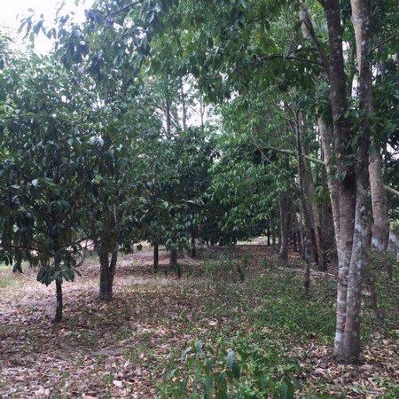 ขายสวนมังคุดและสวนยาง-ทำเลดีเหมาะกับทำธุรกิจแบบต่างๆได้-จนครศรีธรรมราช
