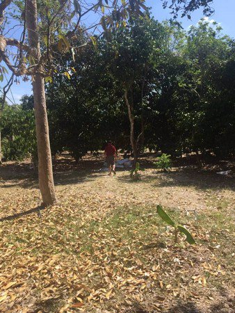 ขายสวนมังคุดและสวนยาง-ทำเลดีเหมาะกับทำธุรกิจแบบต่างๆได้-จนครศรีธรรมราช