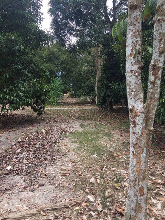 ขายสวนมังคุดและสวนยาง-ทำเลดีเหมาะกับทำธุรกิจแบบต่างๆได้-จนครศรีธรรมราช