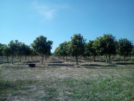 ขายที่ดิน-สวนมะม่วง-ส้มโอทับทิมสยาม-รวม-20-ไร่-สระน้ำใหญ่-2-พร้อมบ้าน-โรงเก็บของ-น้ำไฟพร้อม