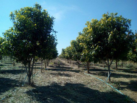 ขายที่ดิน-สวนมะม่วง-ส้มโอทับทิมสยาม-รวม-20-ไร่-สระน้ำใหญ่-2-พร้อมบ้าน-โรงเก็บของ-น้ำไฟพร้อม