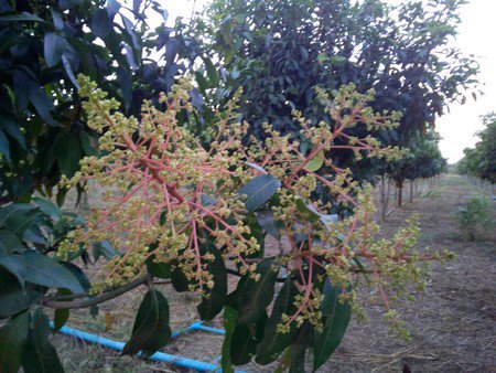 ขายที่ดิน-สวนมะม่วง-ส้มโอทับทิมสยาม-รวม-20-ไร่-สระน้ำใหญ่-2-พร้อมบ้าน-โรงเก็บของ-น้ำไฟพร้อม