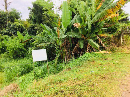 ขายด่วนที่ดิน-2-โฉนด-6-ไร่-36-ตรวา-อเขาค้อ-จ-เพชรบูรณ์