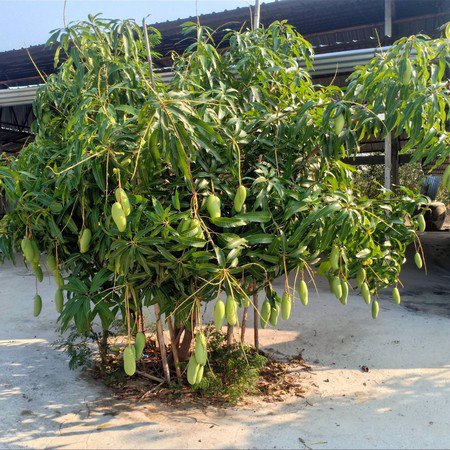 ขายบ้านพร้อมที่ดินจำนวน-4-ไร่-2-งาน-อหนองพอก-จร้อยเอ็ด