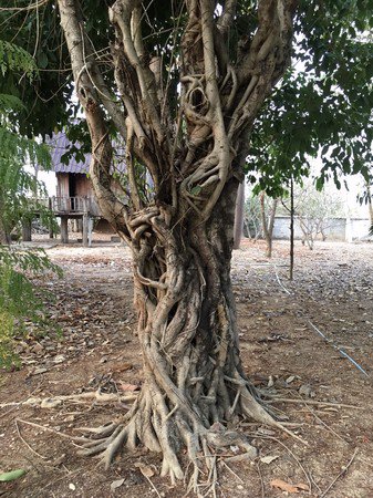 ขายบ้านไม้สักมีโฉนด-อเมือง-จลำปาง-จำนวน-3-หลัง