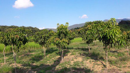 ขายที่ดินพื้นที่สวย-เหมาะทำรีสอร์ท-ทำการเกษตรแบบผสมผสาน-วิวสวยงาม-จลำพูน