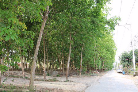 ขายที่ดินเปล่า-ติดถนนสายเอกปลวกแดง-จังหวัดระยอง